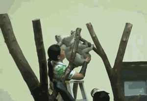 关于树袋熊考拉交配的搞笑gif动态图片