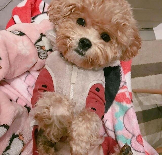 爱一个你，生一个小猴子，养一只狗