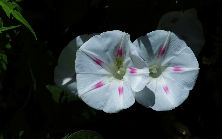 白色牵牛花高清桌面壁纸