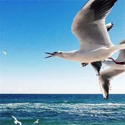 小清新图片：群鸟飞翔在海面上空