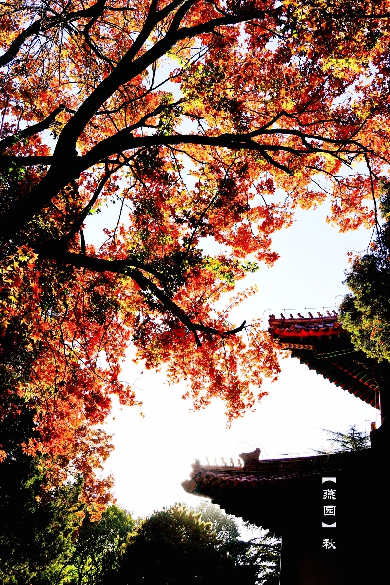 北京大学的秋天