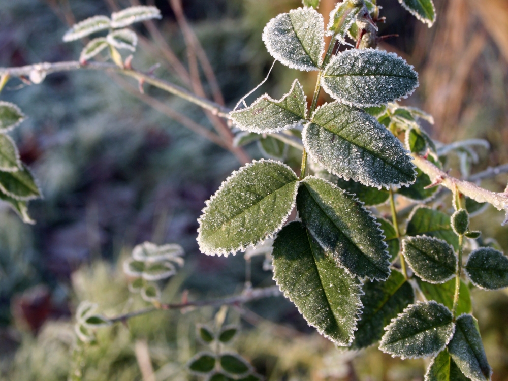 冰雪植物 第二辑