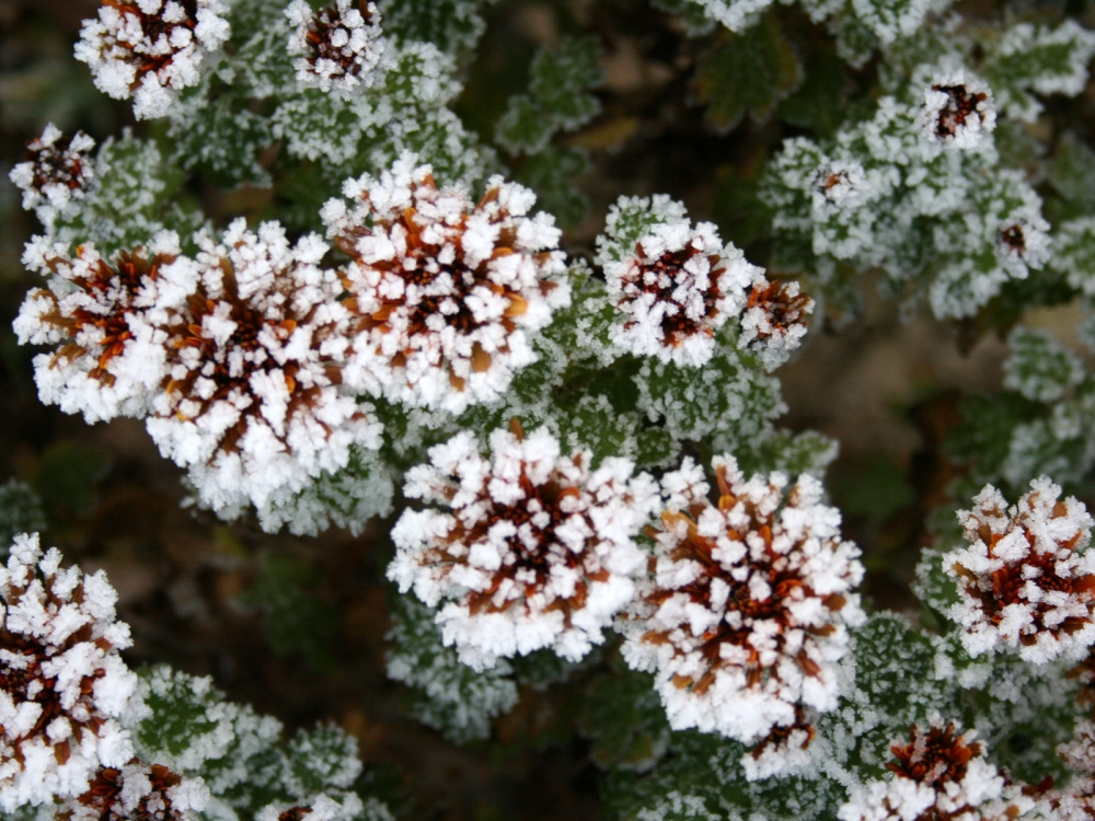 冰雪植物 第二辑