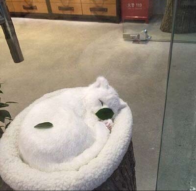 不仔细看真找不到有喵星人