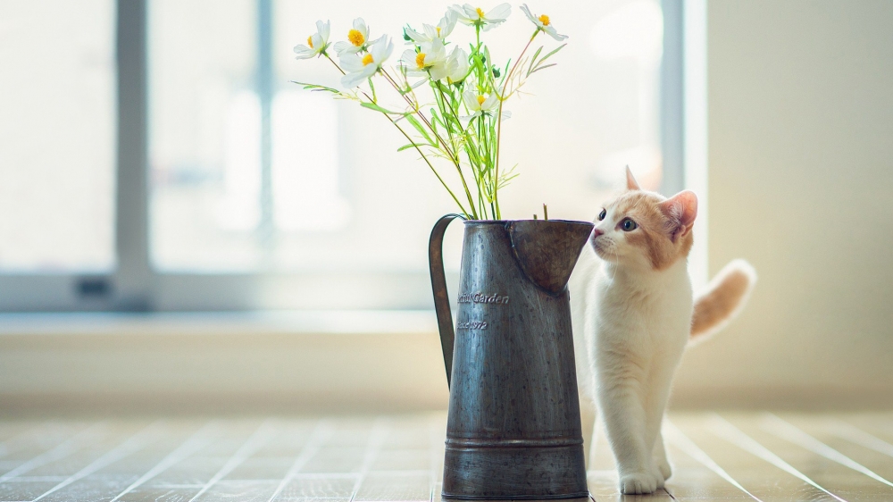 猫咪壁纸 可爱猫咪走过花瓶动物电脑桌面壁纸