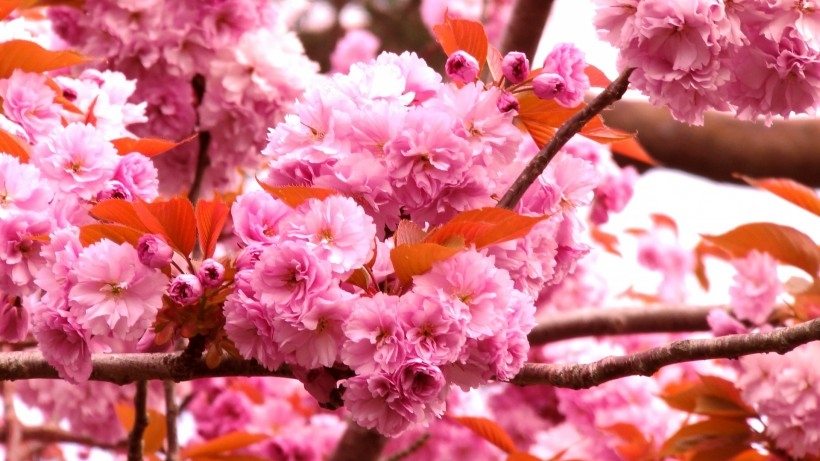绚烂的粉色樱花图片