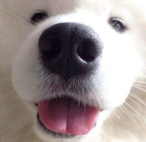狗狗也是萌萌哒