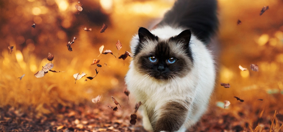 猫,秋天,树叶,散步,桌面壁纸
