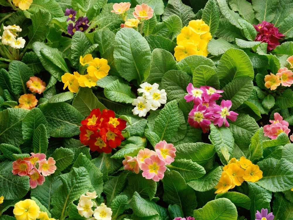 摄影清新花卉特写高清花草图片壁纸