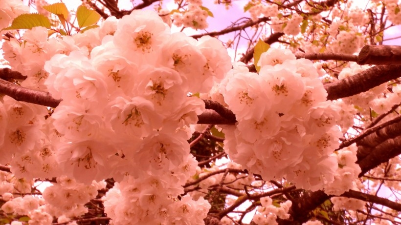 绚烂的粉色樱花图片