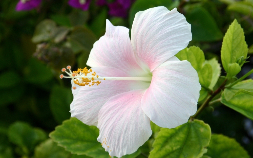 ​木槿花