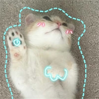 猫啊猫~