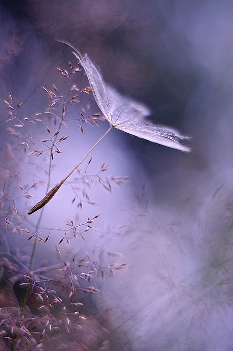 摄影紫色蒲公英唯美高清植物图片