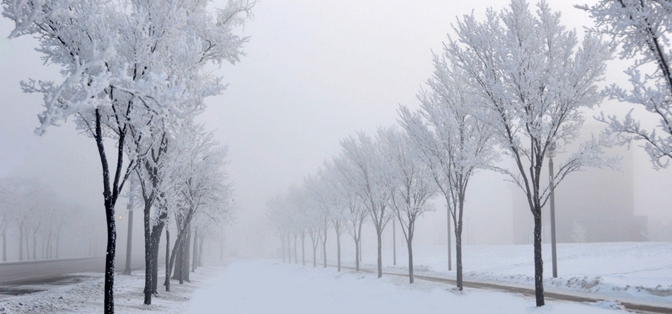道路,树木,雪,巷子里,冬天风景桌面壁纸