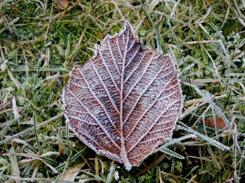 冰雪植物 第二辑