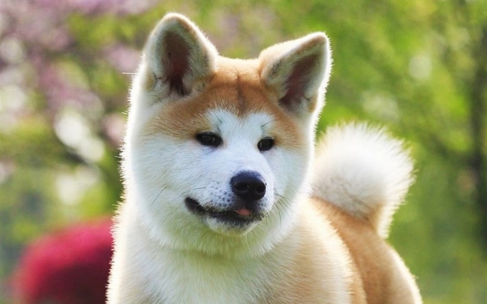 宠物狗秋田犬电脑桌面壁纸