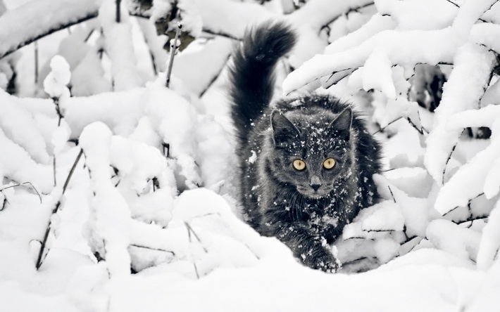 雪地上玩耍猫咪高清壁纸