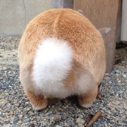小屁屁。
