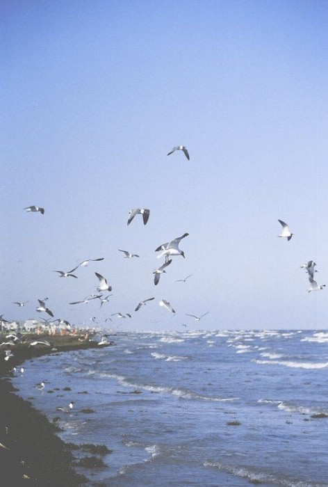 碧海蓝天海鸥自由翱翔唯美图片