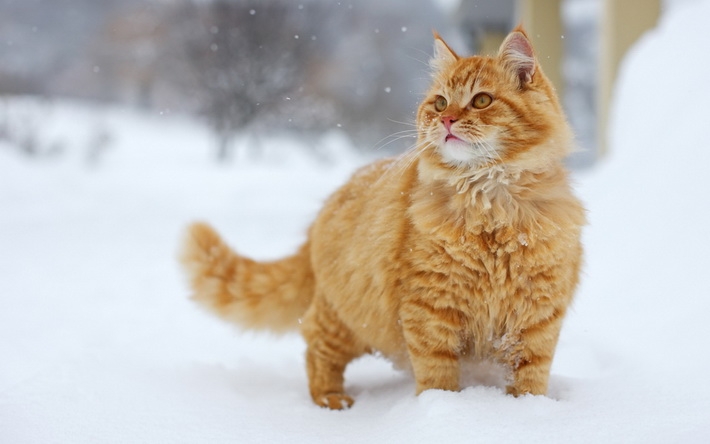 雪地上玩耍猫咪高清壁纸