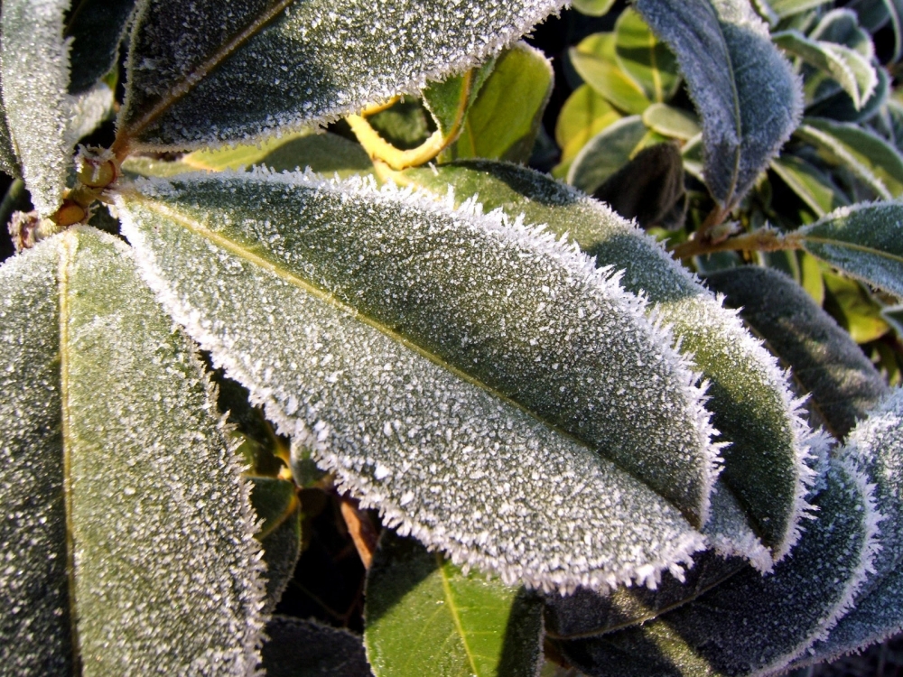 冰雪植物 第二辑