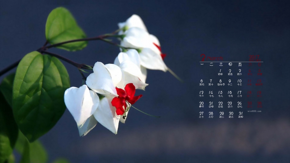 2017年3月美丽花卉龙吐珠桌面日历壁纸