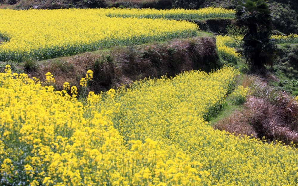 婺源油菜花风景