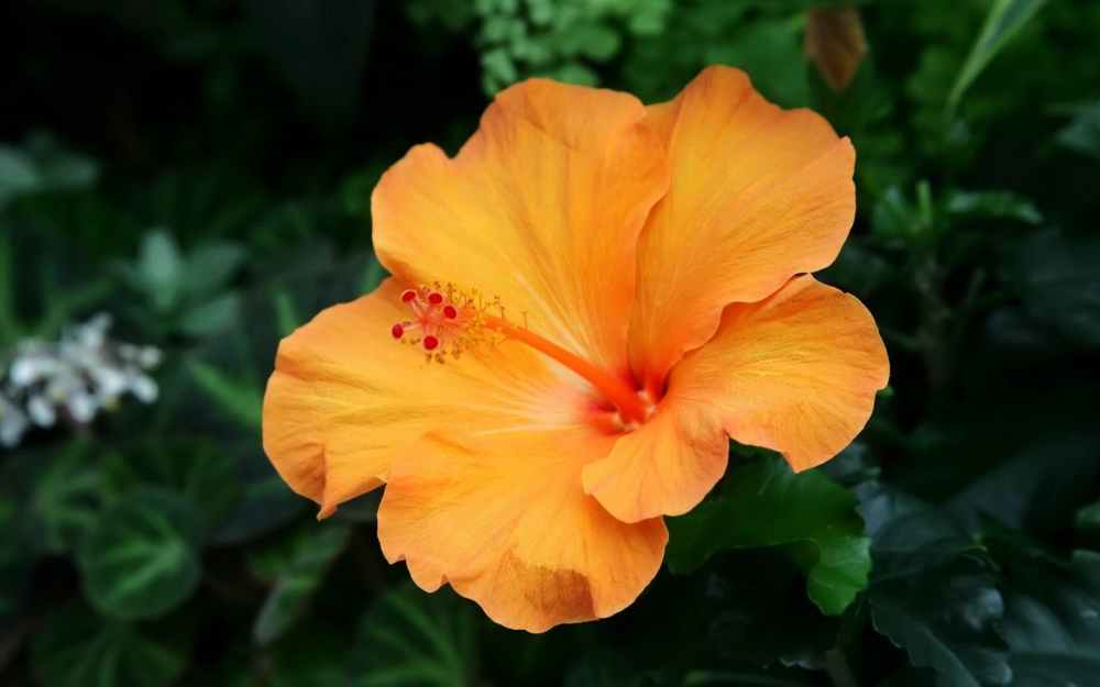 ​木槿花