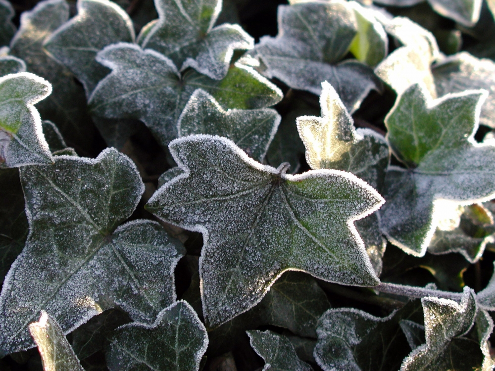 冰雪植物 第二辑