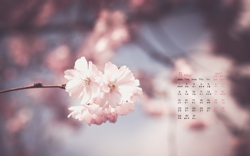 2017年5月娇嫩花朵日历壁纸