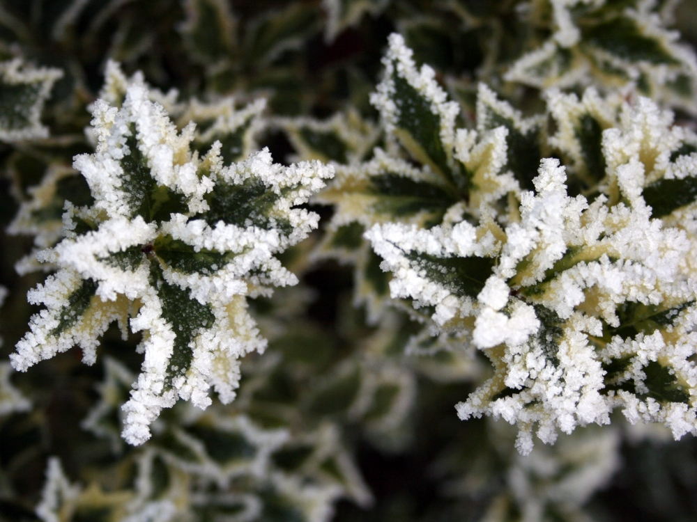 冰雪植物 第二辑