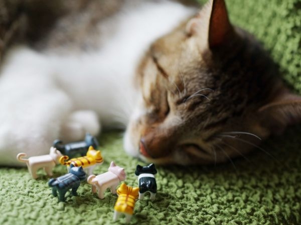 小猫。“喵”