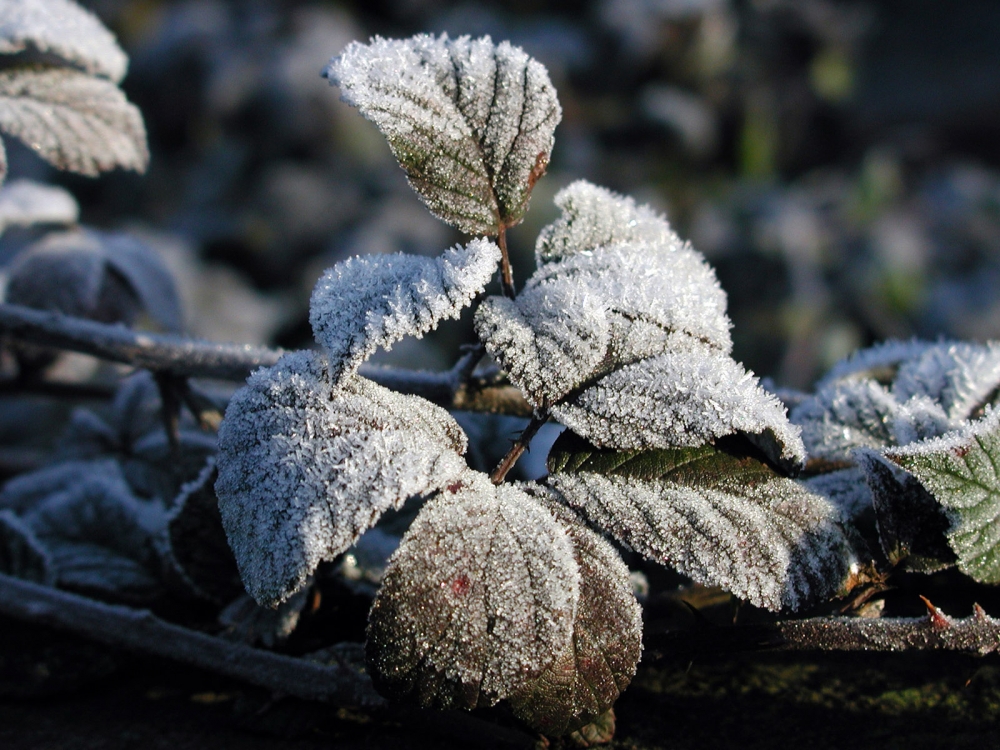 冰雪植物 第二辑