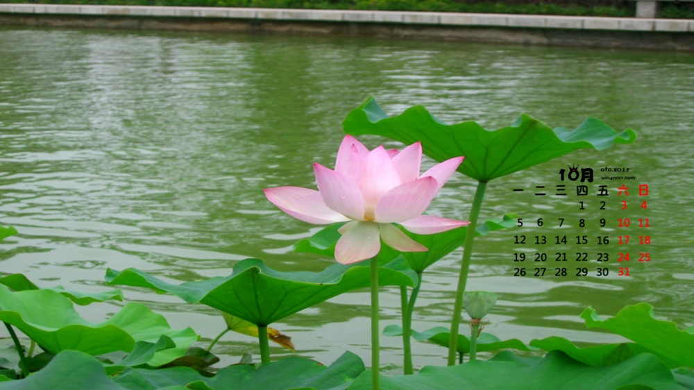 2015年10月日历清新护眼荷花电脑壁纸下载