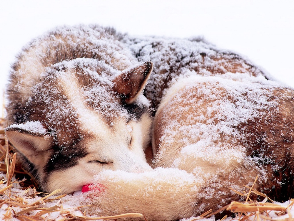 雪中写真 第二辑