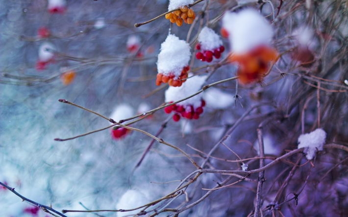 冬季雪景摄影桌面壁纸1920x1200【15P】