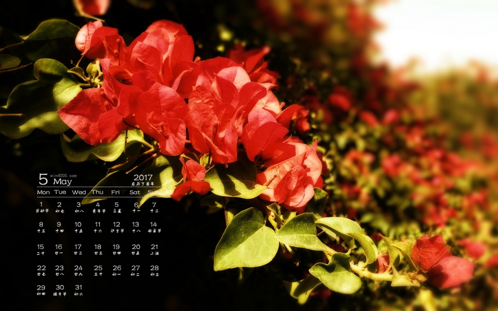 2017年5月清新小花植物桌面日历壁纸