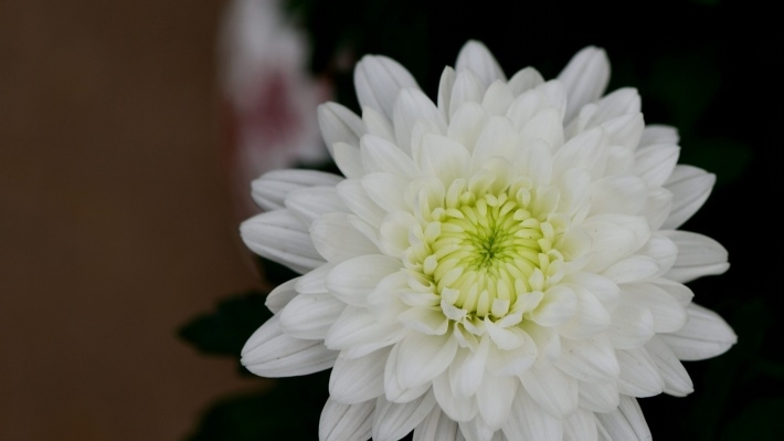 清新菊花图片壁纸下载