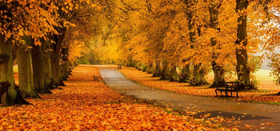 树叶,树木,森林,公园,草地,道路,秋天的颜色,桌面壁纸