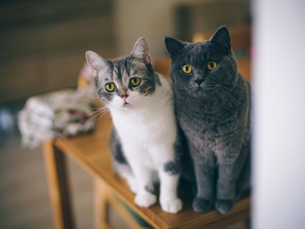 小猫。“喵”