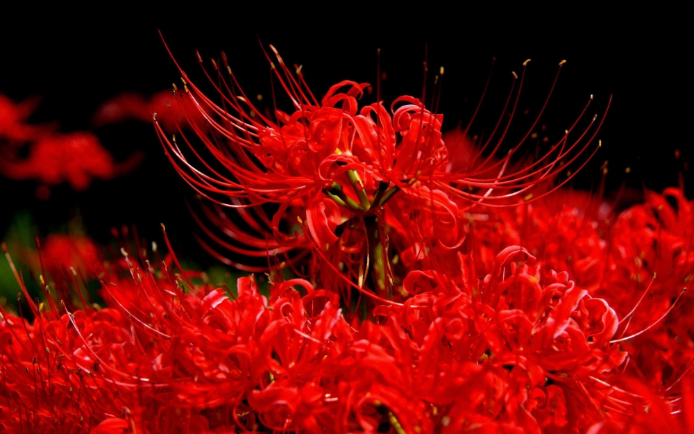 精选曼珠沙华彼岸花高清花草图片