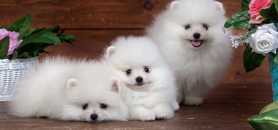 三只狗，小狗，鲜花，乐趣，博美犬，迷你博美犬，白博美桌面壁纸