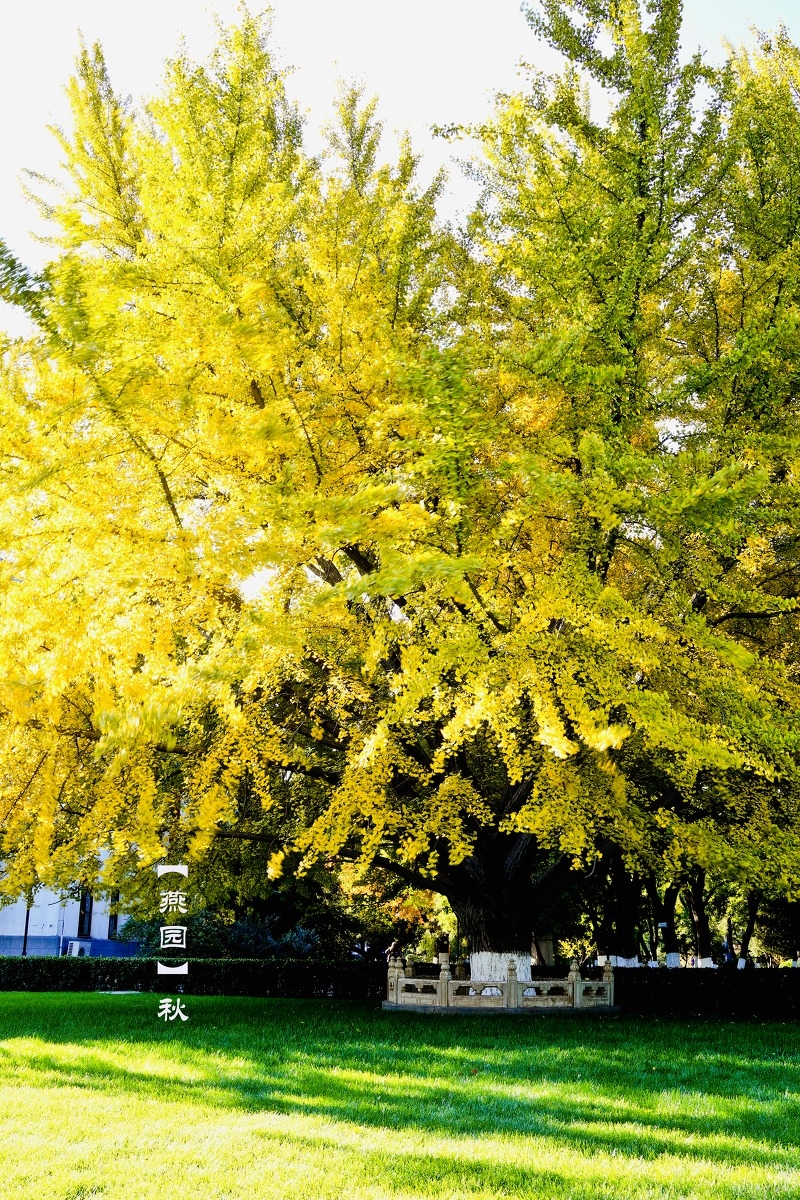 北京大学的秋天