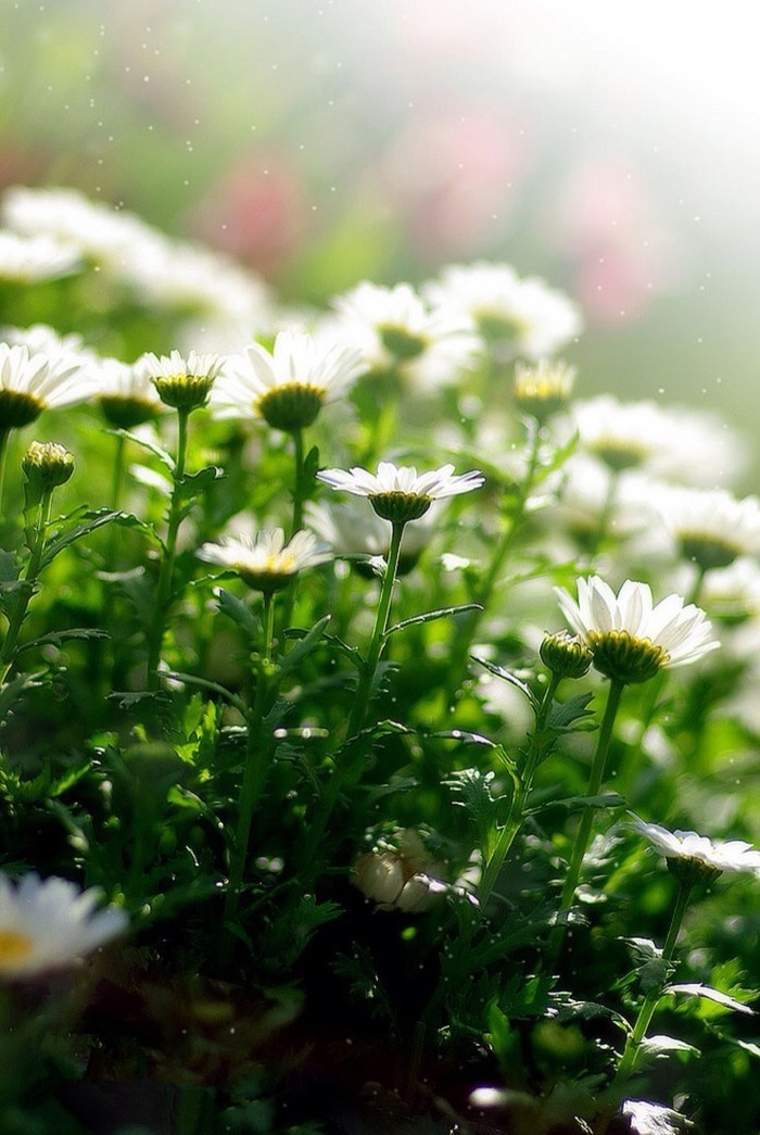 思念成灾 花开成海