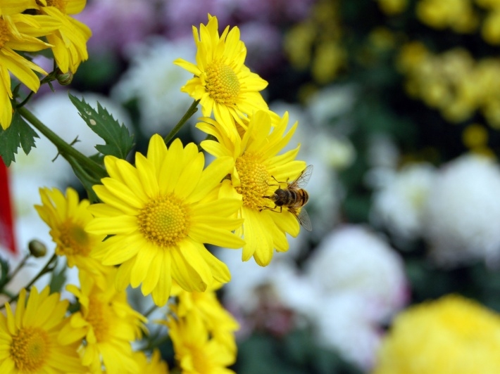 重阳节黄色菊花桌面壁纸