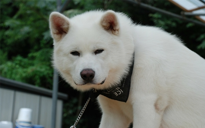 宠物狗秋田犬电脑桌面壁纸