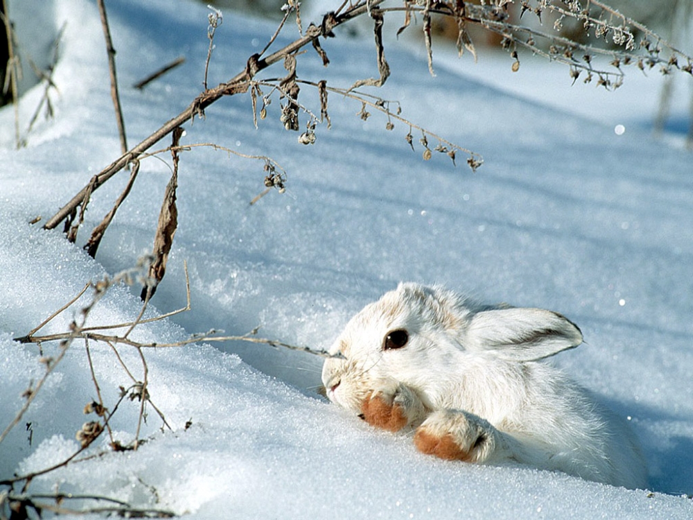 雪中写真 第二辑