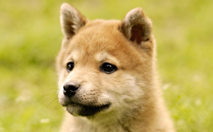宠物狗秋田犬电脑桌面壁纸
