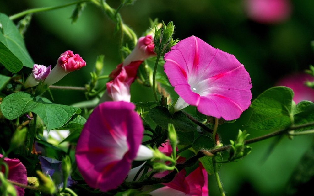 夏日里的牵牛花电脑桌面壁纸下载