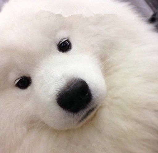 狗狗也是萌萌哒